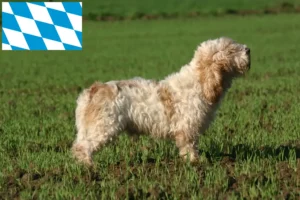 Read more about the article Petit Basset Griffon Vendéen opdrættere og hvalpe i Bayern