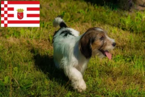 Read more about the article Petit Basset Griffon Vendéen opdrættere og hvalpe i Bremen