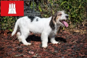 Read more about the article Petit Basset Griffon Vendéen opdrættere og hvalpe i Hamborg