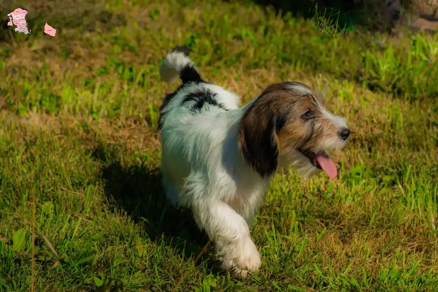 Read more about the article Petit Basset Griffon Vendéen opdrættere og hvalpe i Hovedstaden