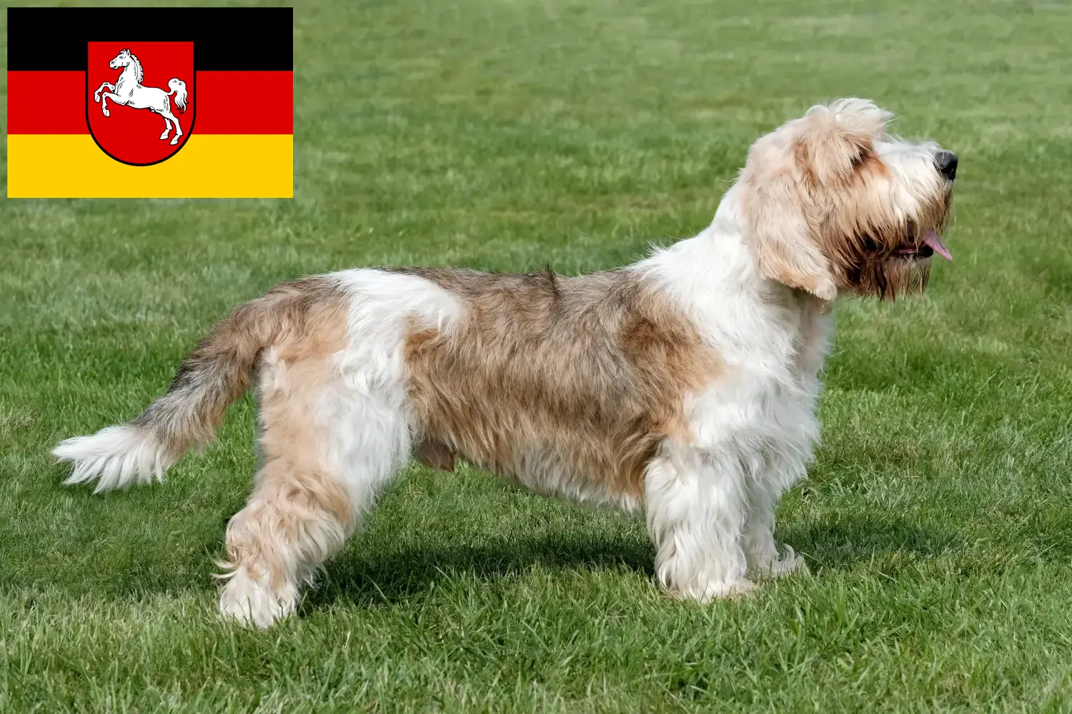 Read more about the article Petit Basset Griffon Vendéen opdrættere og hvalpe i Niedersachsen