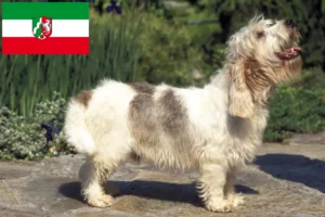 Read more about the article Petit Basset Griffon Vendéen opdrættere og hvalpe i Nordrhein-Westfalen