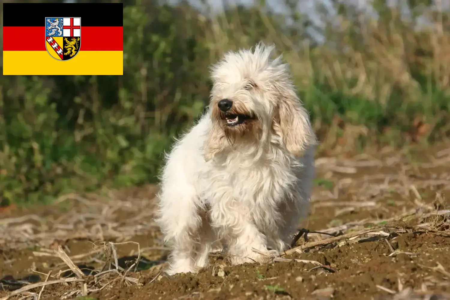 Read more about the article Petit Basset Griffon Vendéen opdrættere og hvalpe i Saarland