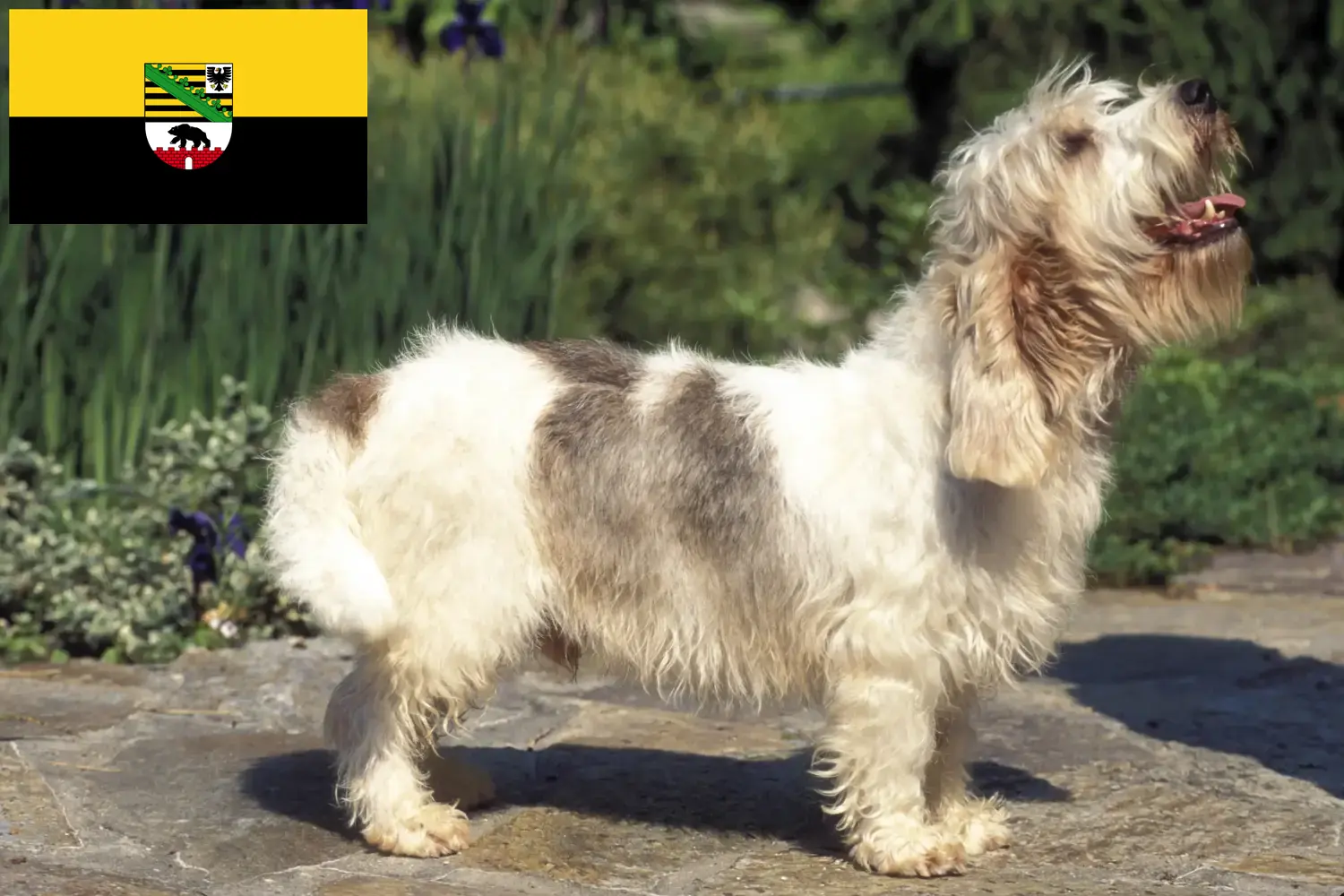 Read more about the article Petit Basset Griffon Vendéen opdrættere og hvalpe i Sachsen-Anhalt