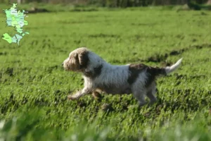 Read more about the article Petit Basset Griffon Vendéen opdrættere og hvalpe på Sjælland