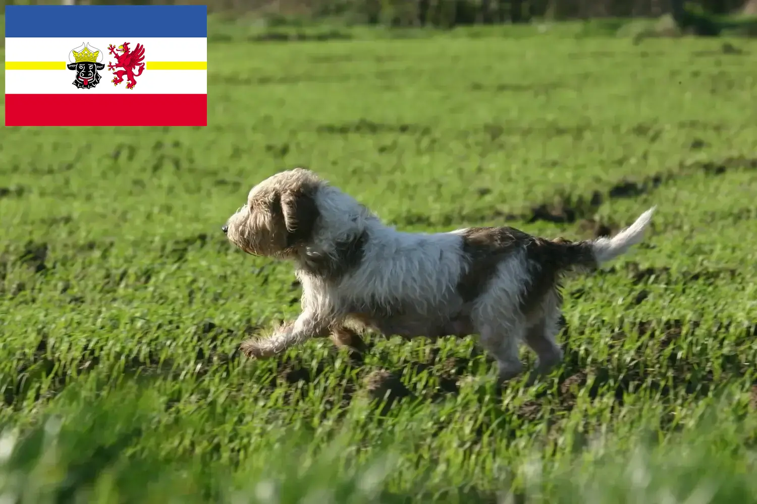 Read more about the article Petit Basset Griffon Vendéen opdrættere og hvalpe i Mecklenburg-Vorpommern