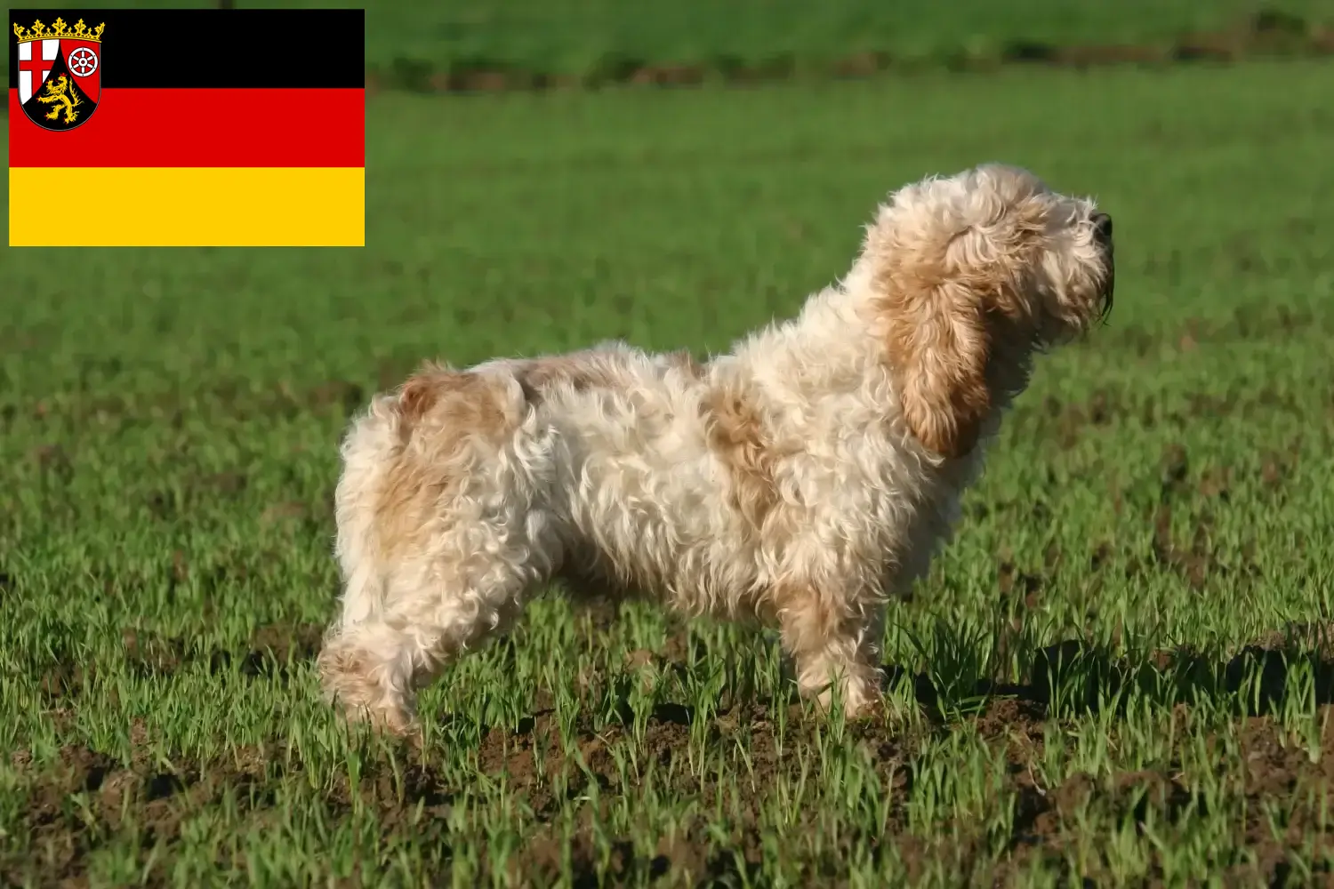 Read more about the article Petit Basset Griffon Vendéen opdrættere og hvalpe i Rheinland-Pfalz