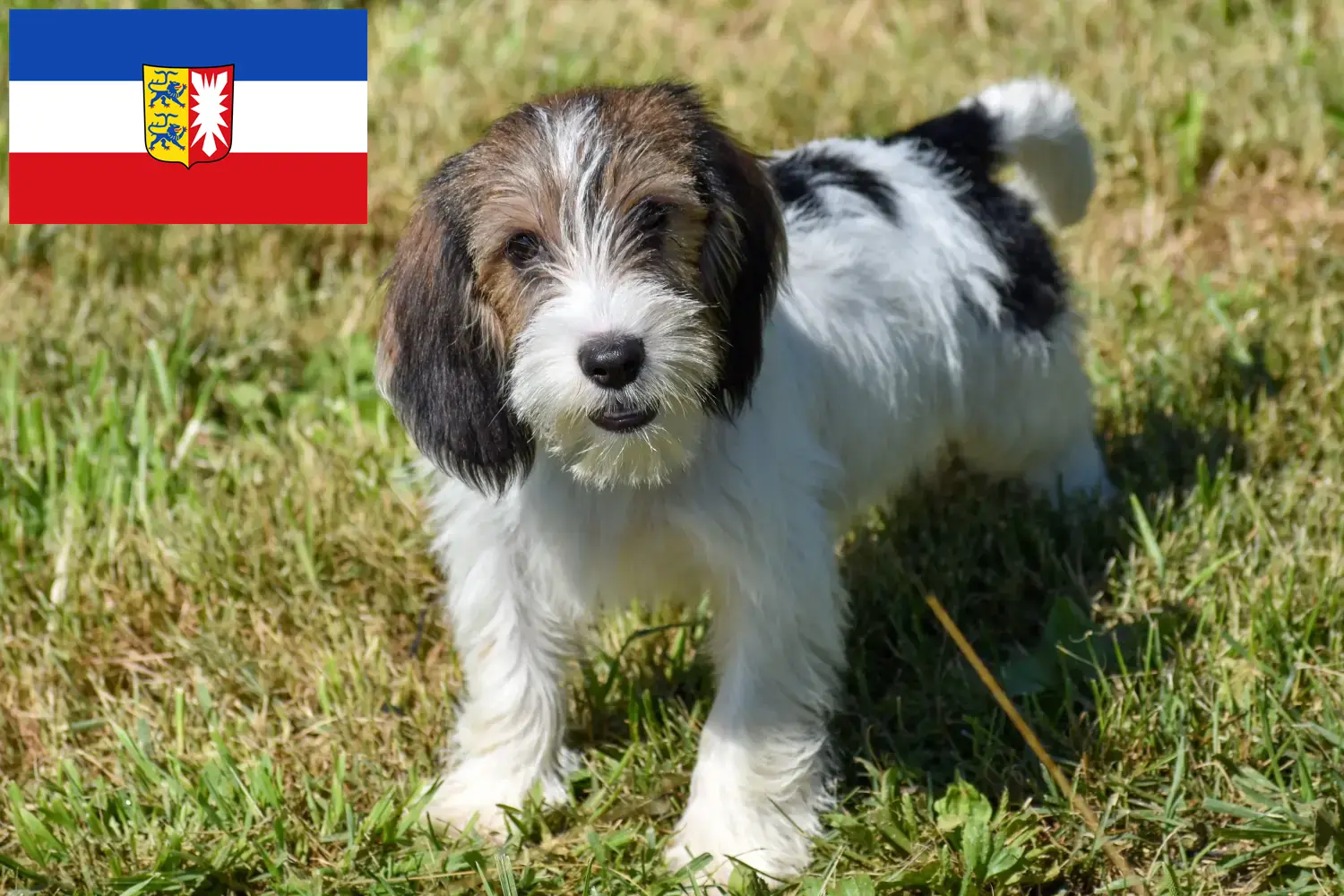 Read more about the article Petit Basset Griffon Vendéen opdrættere og hvalpe i Schleswig-Holstein