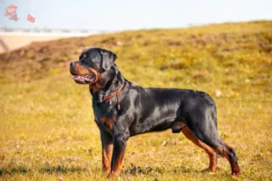 Read more about the article Rottweileropdrættere og hvalpe i Hovedstaden