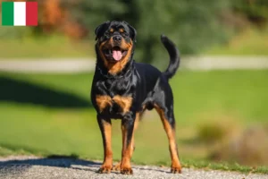 Read more about the article Rottweileropdrættere og hvalpe i Italien