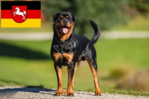 Read more about the article Rottweileropdrættere og hvalpe i Niedersachsen