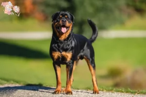 Read more about the article Rottweiler opdrættere og hvalpe i Syddanmark