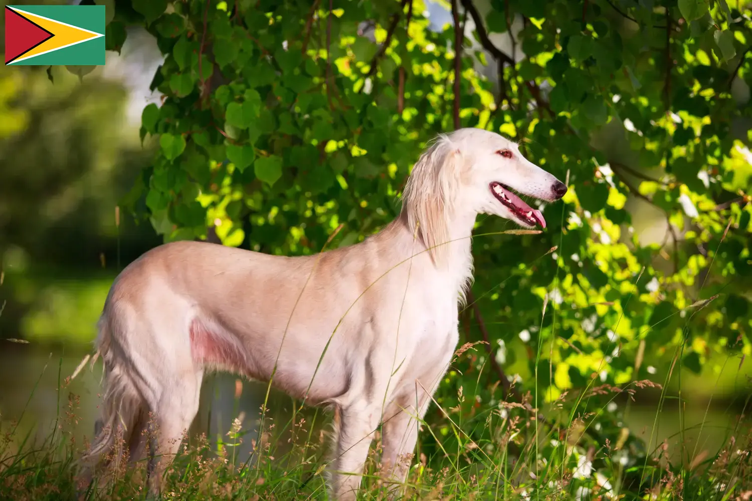 Read more about the article Saluki-opdrættere og -hvalpe i Guyana