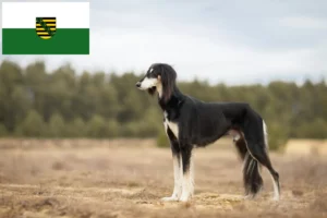 Read more about the article Saluki opdrættere og hvalpe i Sachsen