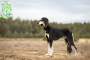 Read more about the article Saluki opdrættere og hvalpe på Sjælland