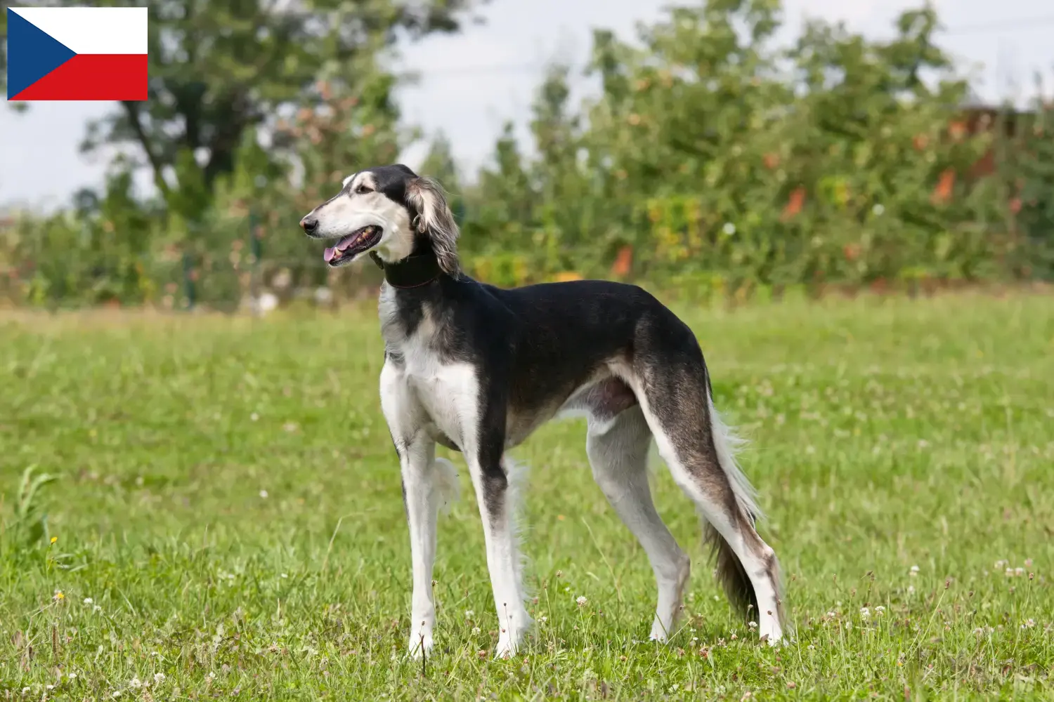 Read more about the article Saluki-opdrættere og -hvalpe i Tjekkiet