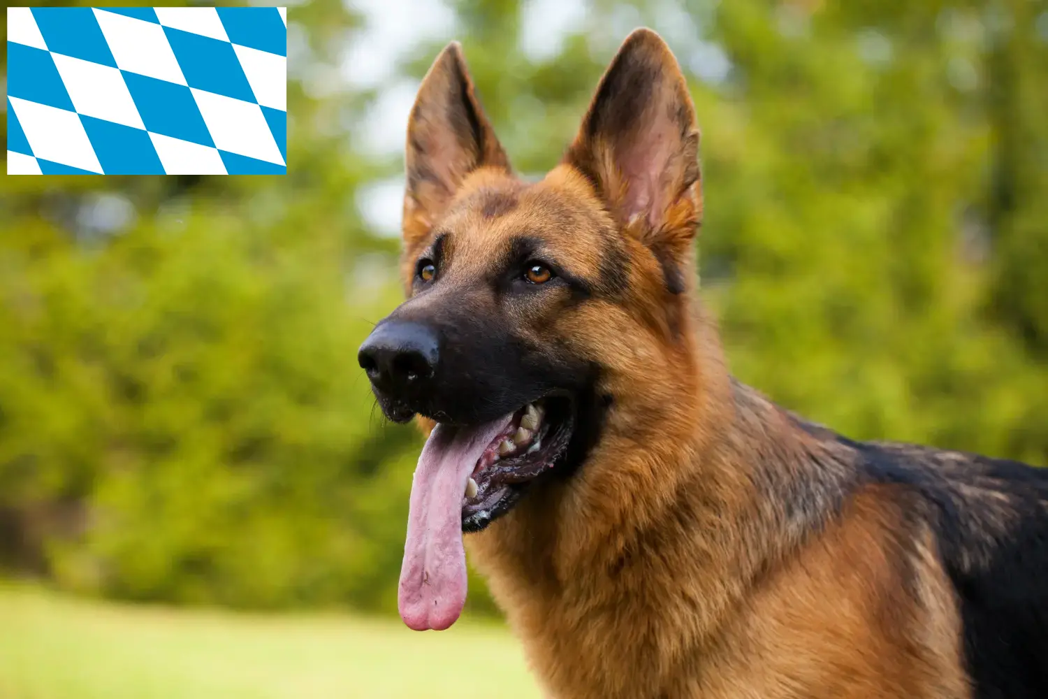 Read more about the article Hyrdehundeopdrættere og hvalpe i Bayern