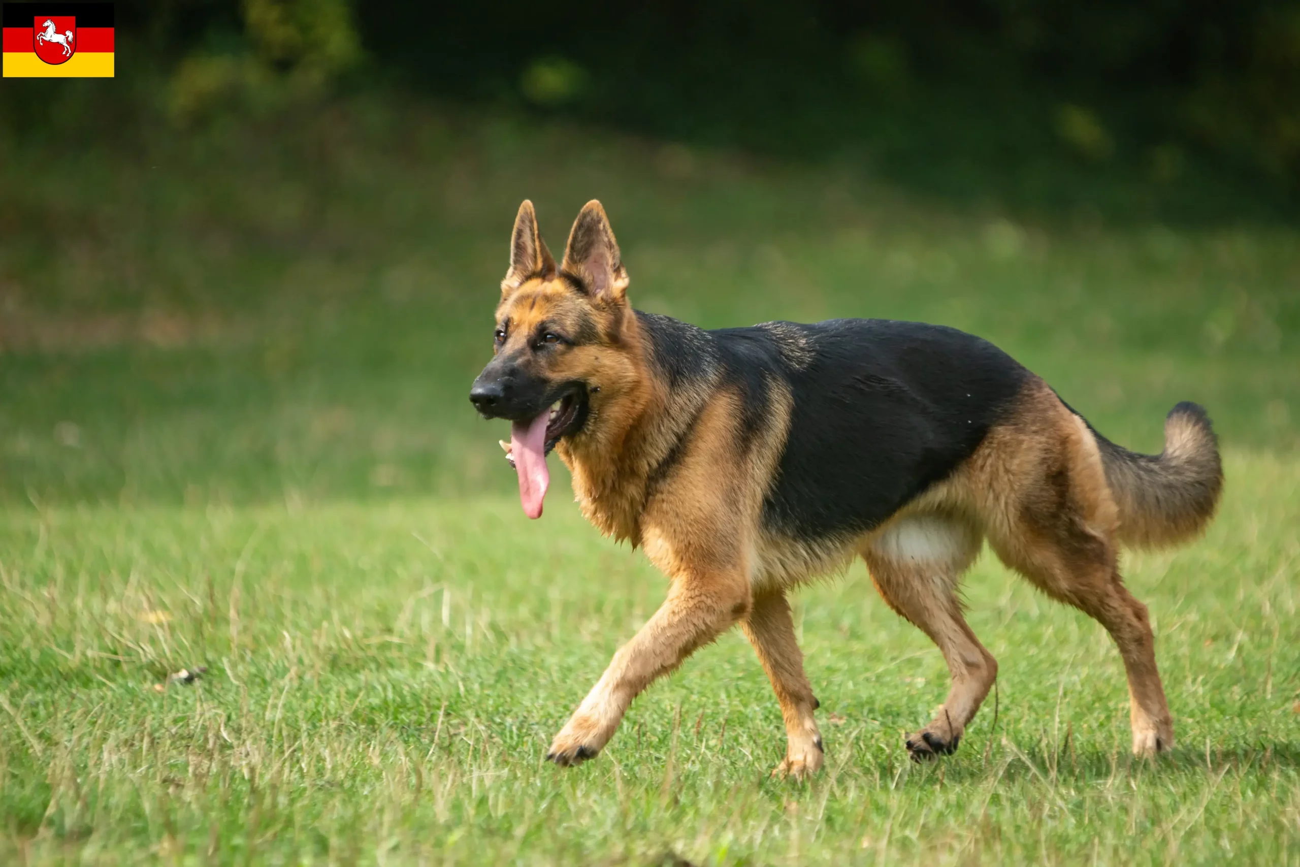 Read more about the article Hyrdehundeopdrættere og hvalpe i Niedersachsen