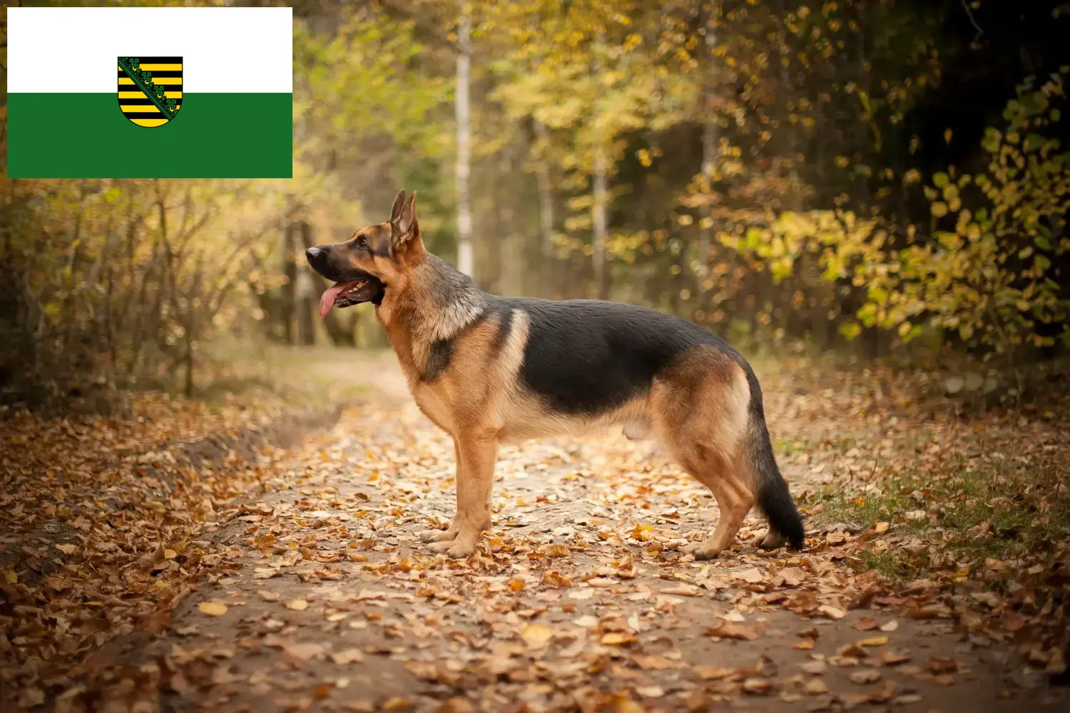 Read more about the article Hyrdehundeopdrættere og hvalpe i Sachsen