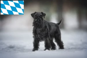 Read more about the article Schnauzeropdrættere og hvalpe i Bayern