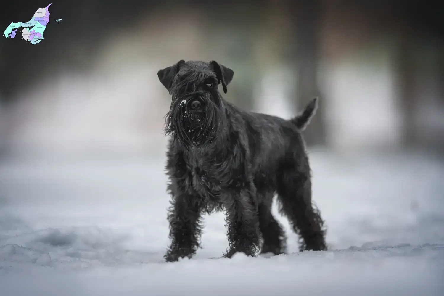 Read more about the article Schnauzeropdrættere og hvalpe i Nordjylland