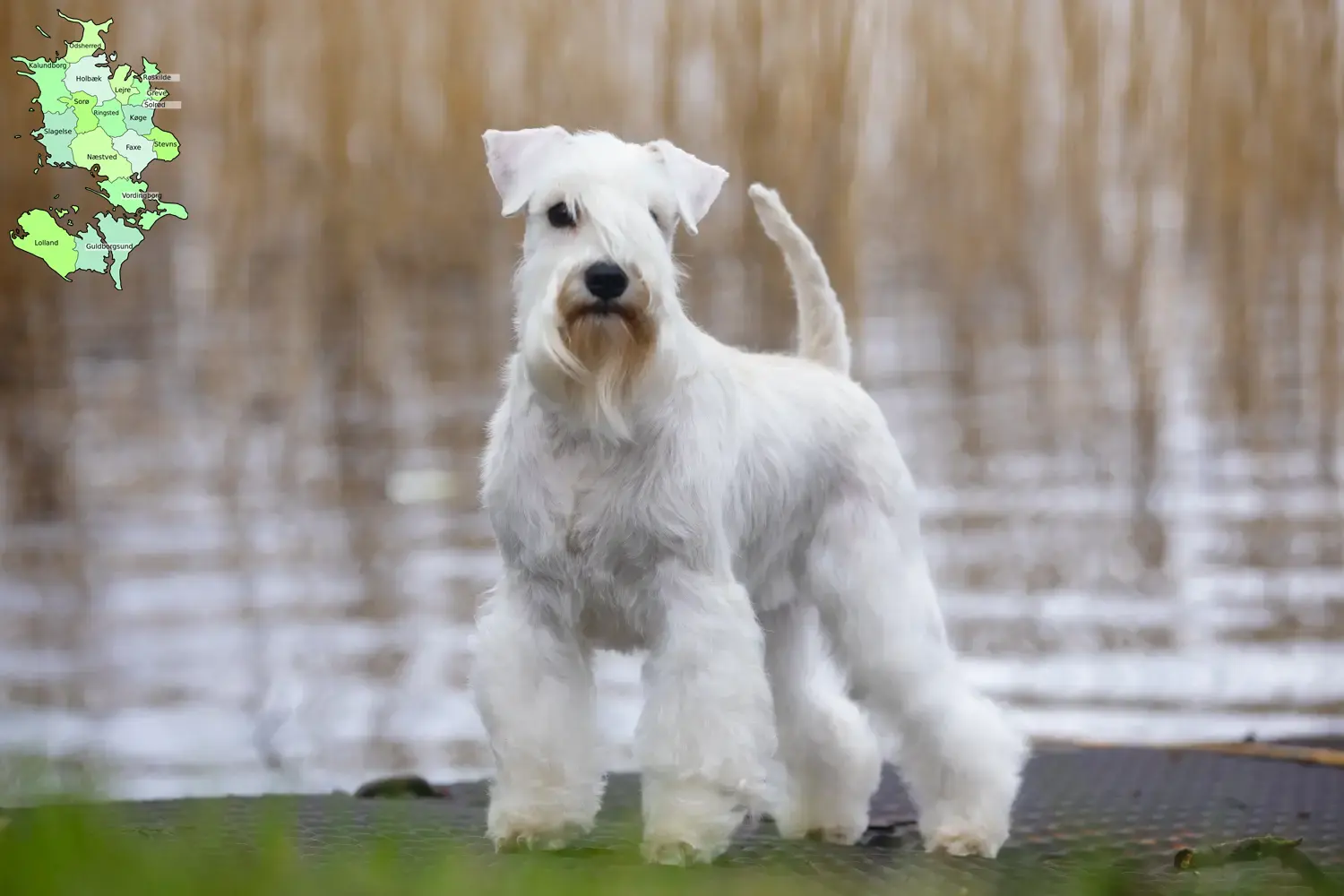 Read more about the article Schnauzeropdrættere og hvalpe på Sjælland