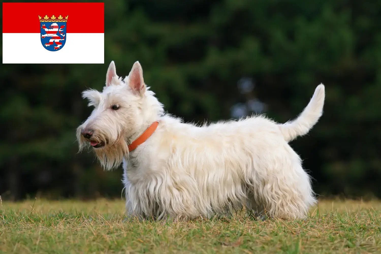 Read more about the article Scottish Terrier opdrættere og hvalpe i Hessen