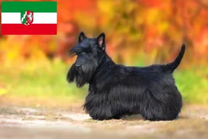 Read more about the article Scottish Terrier opdrættere og hvalpe i Nordrhein-Westfalen