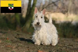 Read more about the article Scottish Terrier opdrættere og hvalpe i Sachsen-Anhalt
