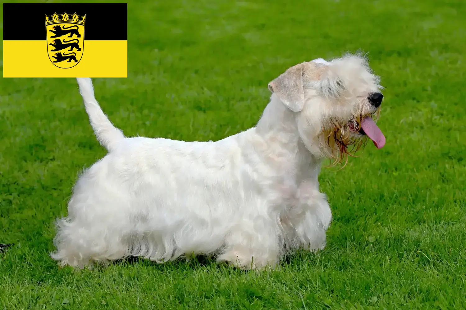 Read more about the article Sealyham Terrier opdrættere og hvalpe i Baden-Württemberg