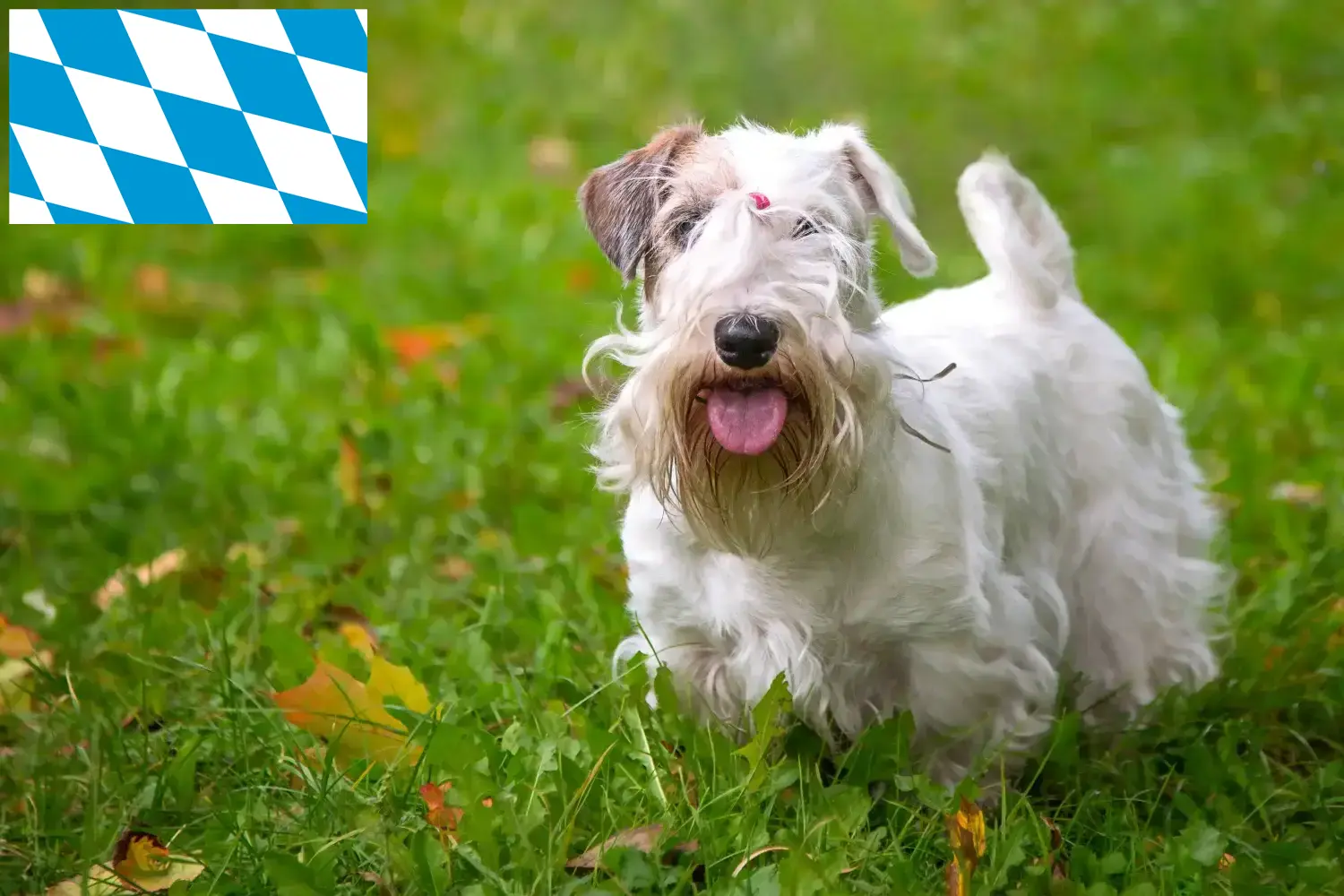 Read more about the article Sealyham Terrier opdrættere og hvalpe i Bayern