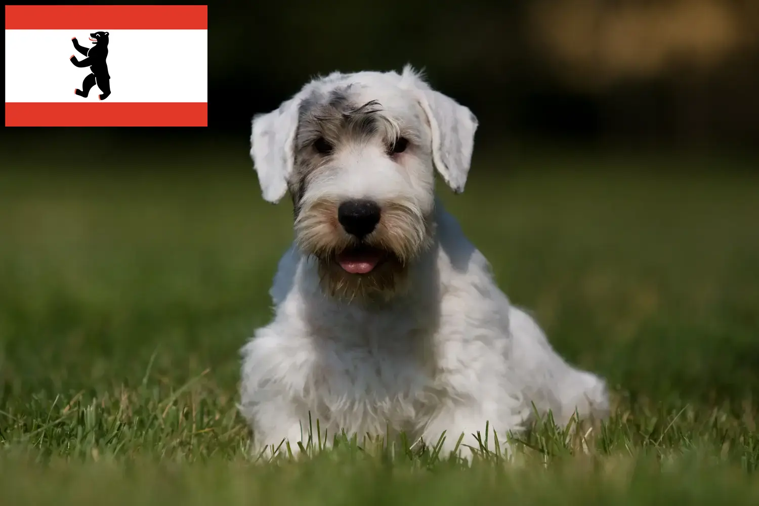 Read more about the article Sealyham Terrier opdrættere og hvalpe i Berlin