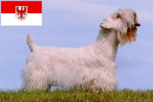 Read more about the article Sealyham Terrier opdrættere og hvalpe i Brandenburg