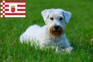 Read more about the article Sealyham Terrier opdrættere og hvalpe i Bremen