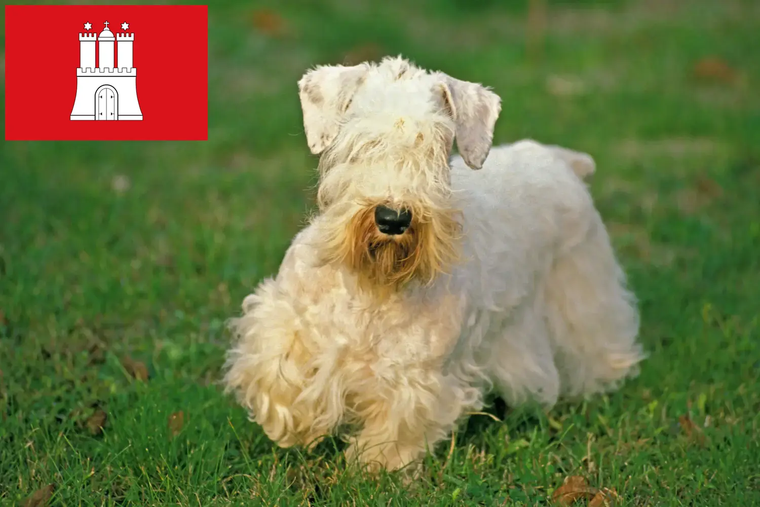 Read more about the article Sealyham Terrier opdrættere og hvalpe i Hamborg