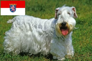 Read more about the article Sealyham Terrier opdrættere og hvalpe i Hessen