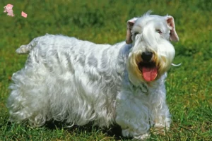 Read more about the article Sealyham Terrier opdrættere og hvalpe i Hovedstaden