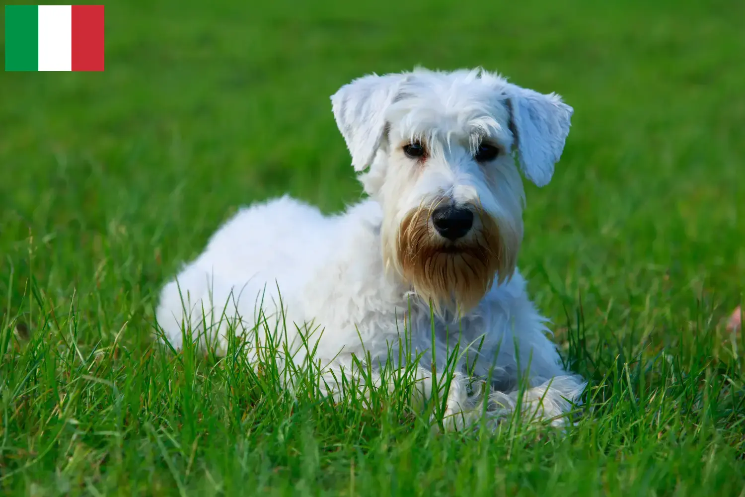 Read more about the article Sealyham Terrier opdrættere og hvalpe i Italien