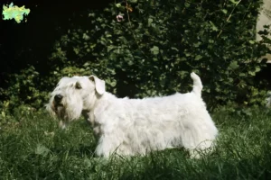 Read more about the article Sealyham Terrier opdrættere og hvalpe i Midtjylland