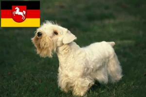 Read more about the article Sealyham Terrier opdrættere og hvalpe i Niedersachsen