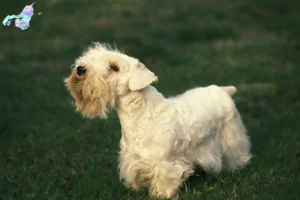 Read more about the article Sealyham Terrier opdrættere og hvalpe i Nordjylland