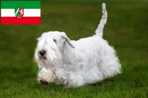 Read more about the article Sealyham Terrier opdrættere og hvalpe i Nordrhein-Westfalen