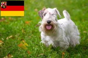 Read more about the article Sealyham Terrier opdrættere og hvalpe i Rheinland-Pfalz