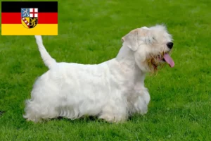 Read more about the article Sealyham Terrier opdrættere og hvalpe i Saarland