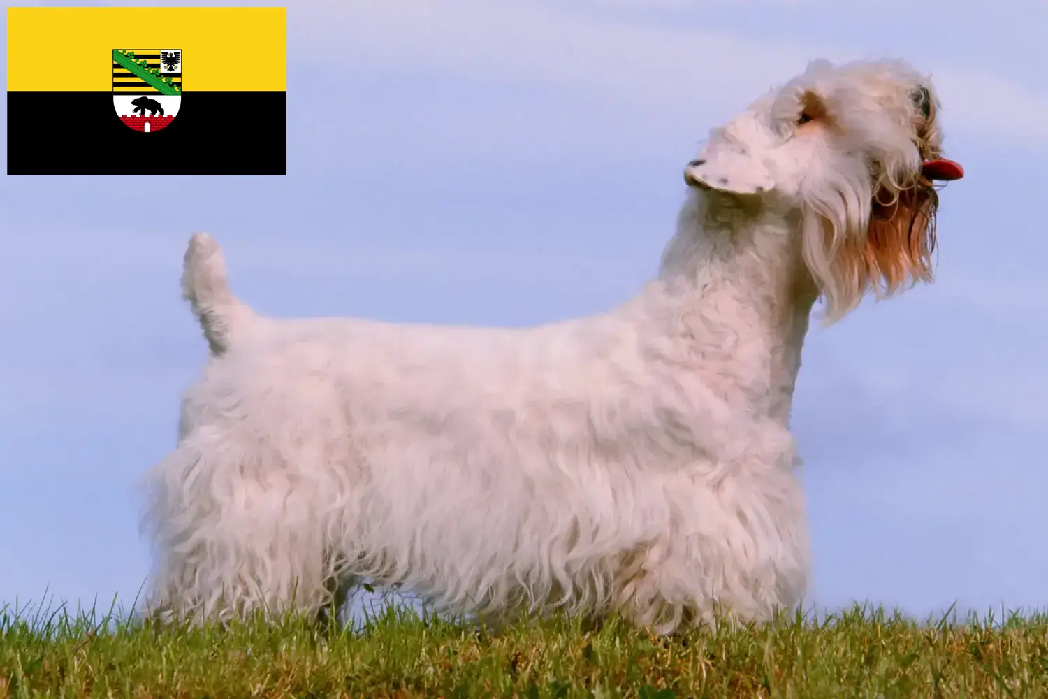 Read more about the article Sealyham Terrier opdrættere og hvalpe i Sachsen-Anhalt