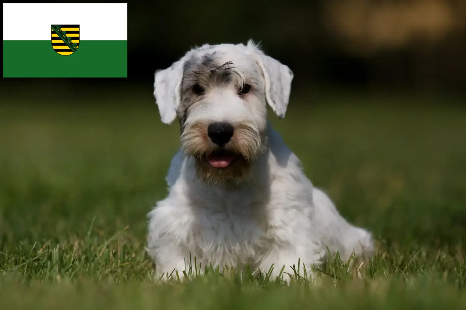 Read more about the article Sealyham Terrier opdrættere og hvalpe i Sachsen