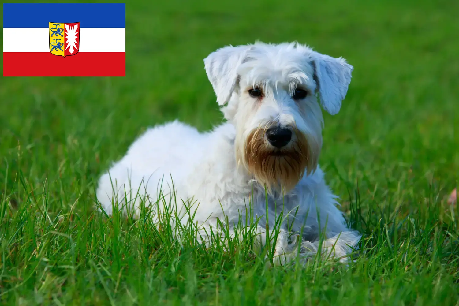 Read more about the article Sealyham Terrier opdrættere og hvalpe i Slesvig-Holsten