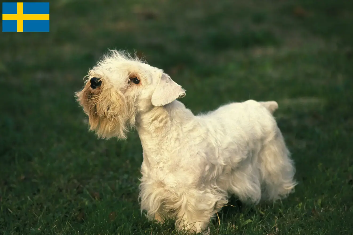 Read more about the article Sealyham Terrier opdrættere og hvalpe i Sverige