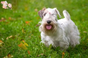 Read more about the article Sealyham Terrier opdrættere og hvalpe i Syddanmark