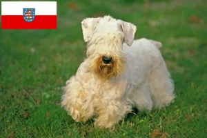 Read more about the article Sealyham Terrier opdrættere og hvalpe i Thüringen